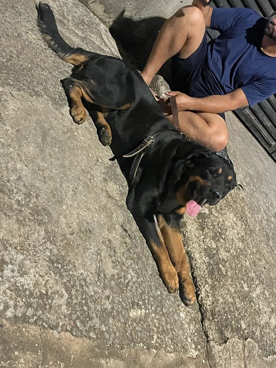 Cachorro  - Foto 2