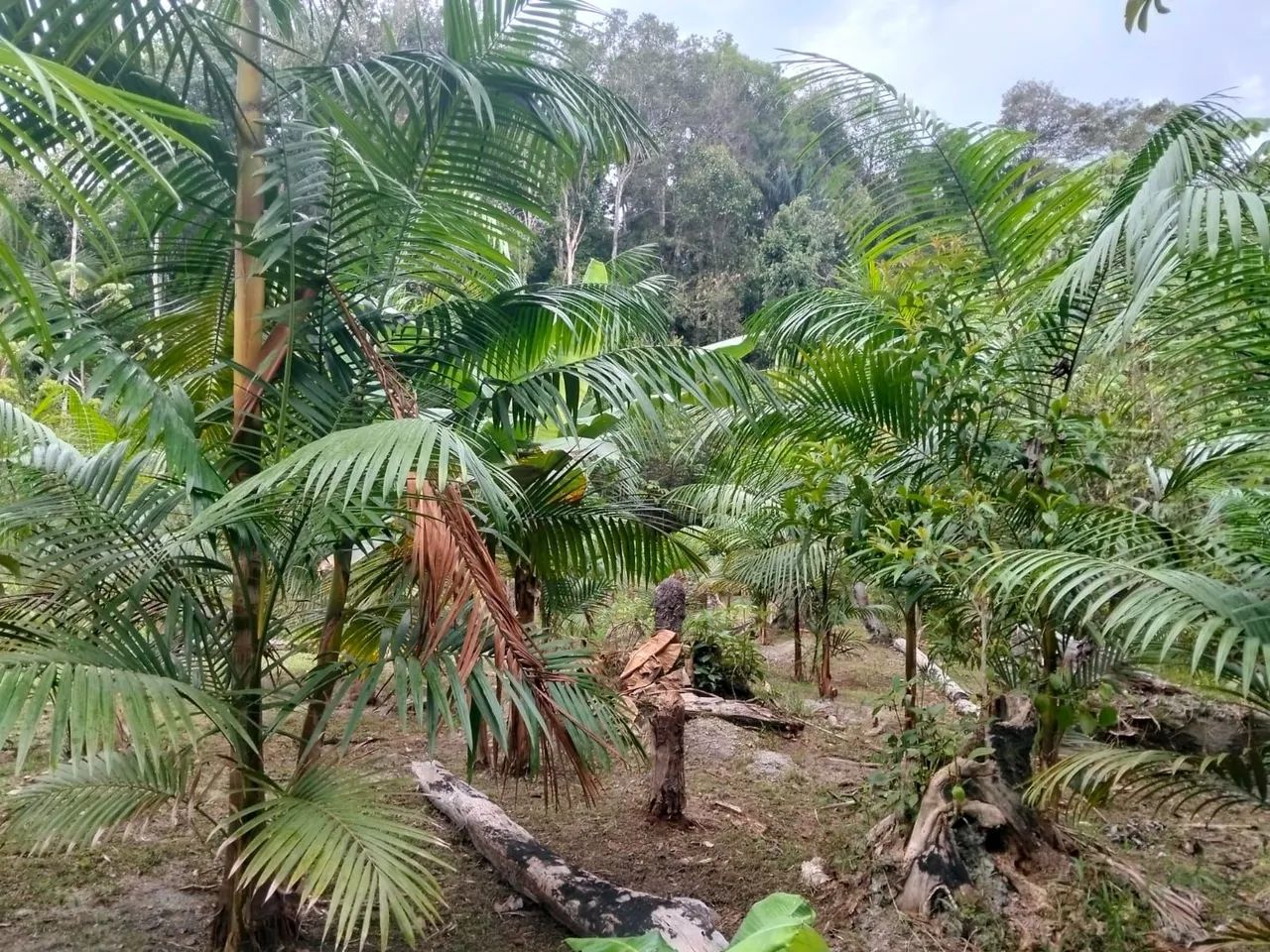 Sítio com rio e árvores frutificação  - Foto 4