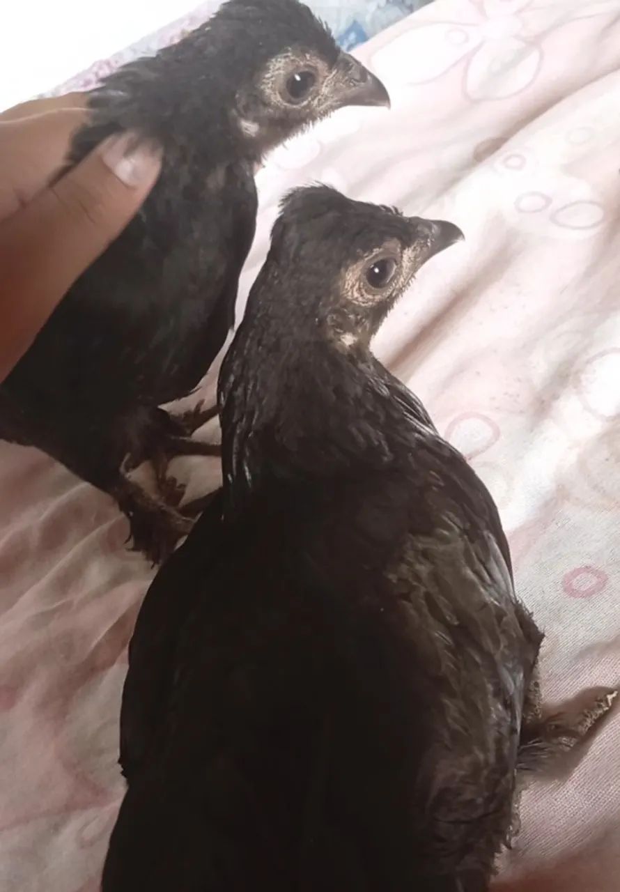 Galinha ganize - Foto 2