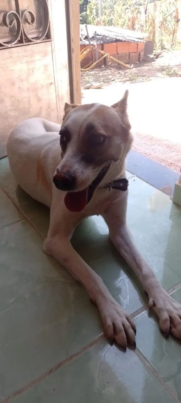 Doação cachorro  - Foto 3