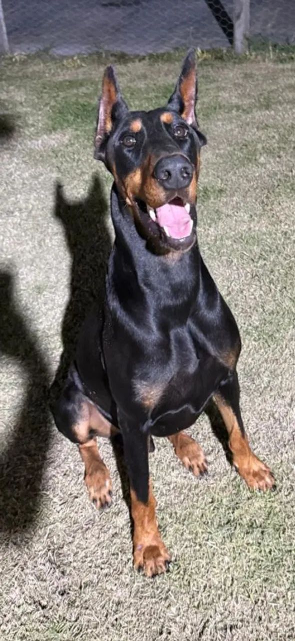 Lindo Dobermann jovem com 18 meses - Foto 2