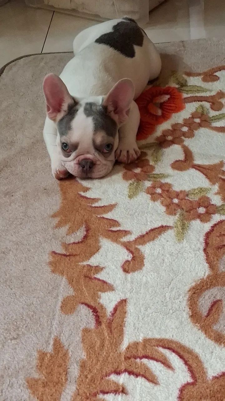 BULLDOG FRANCÊS MACHO - Foto 3