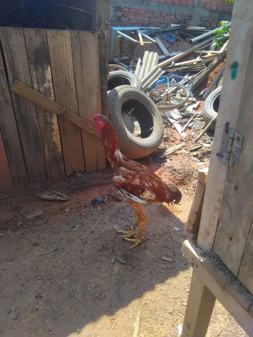 Galo e Galinhas Índio Gigante  - Foto 2