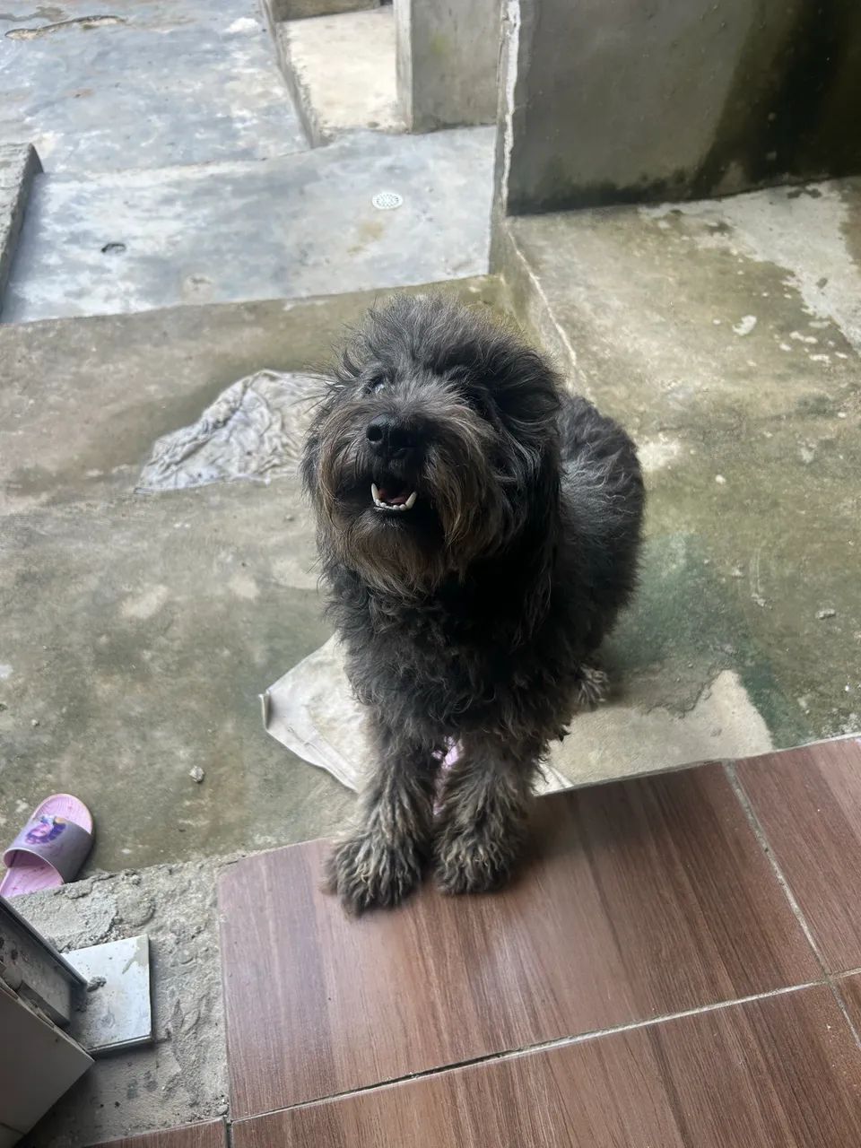 Doação Poodle  - Foto 2