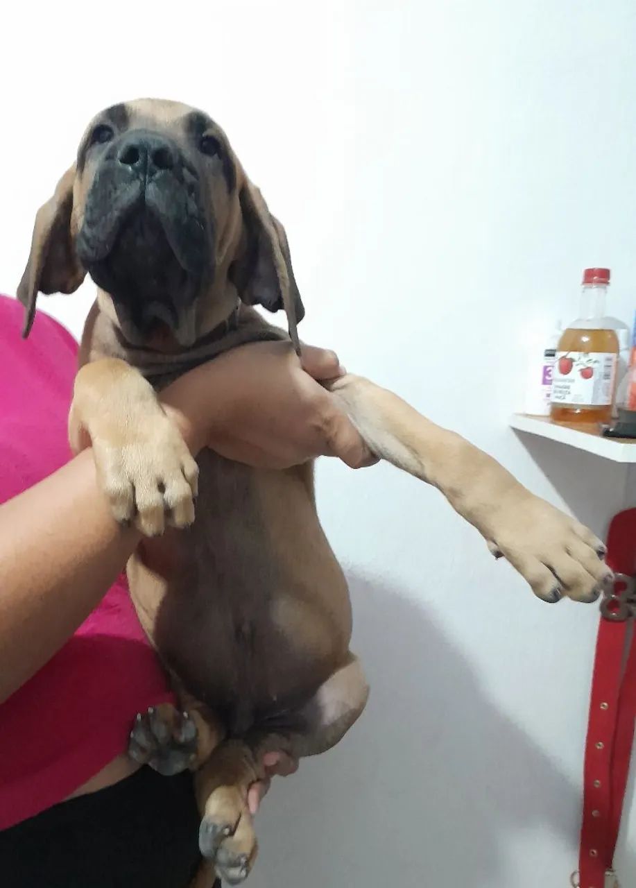 Cães 