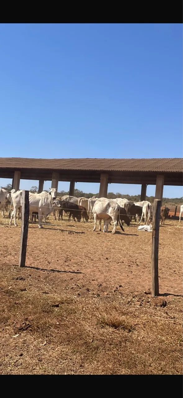 Excelente fazenda no triângulo mineiro 