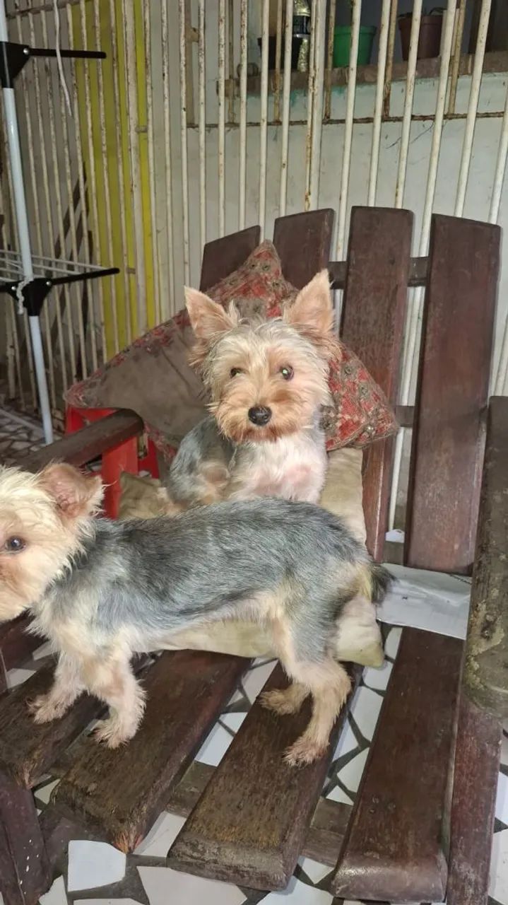 Yorkshire terrier 