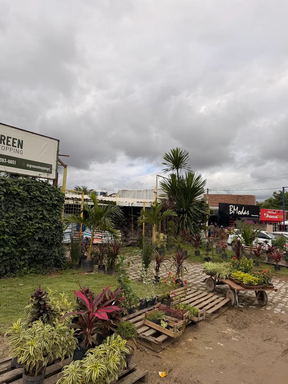 Comércio de plantas- oportunidade de negócio  - Foto 2