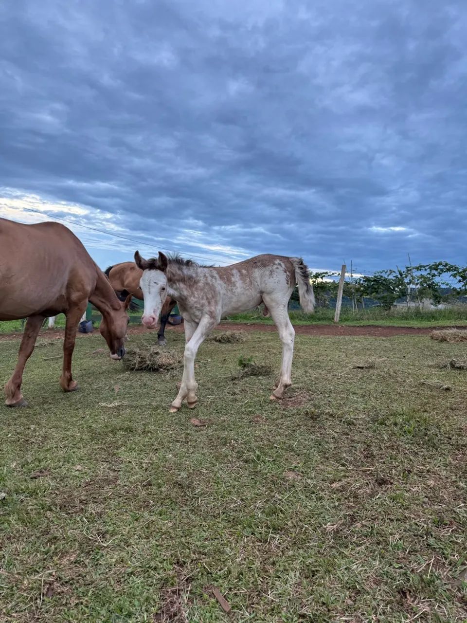 Égua crioula  - Foto 2