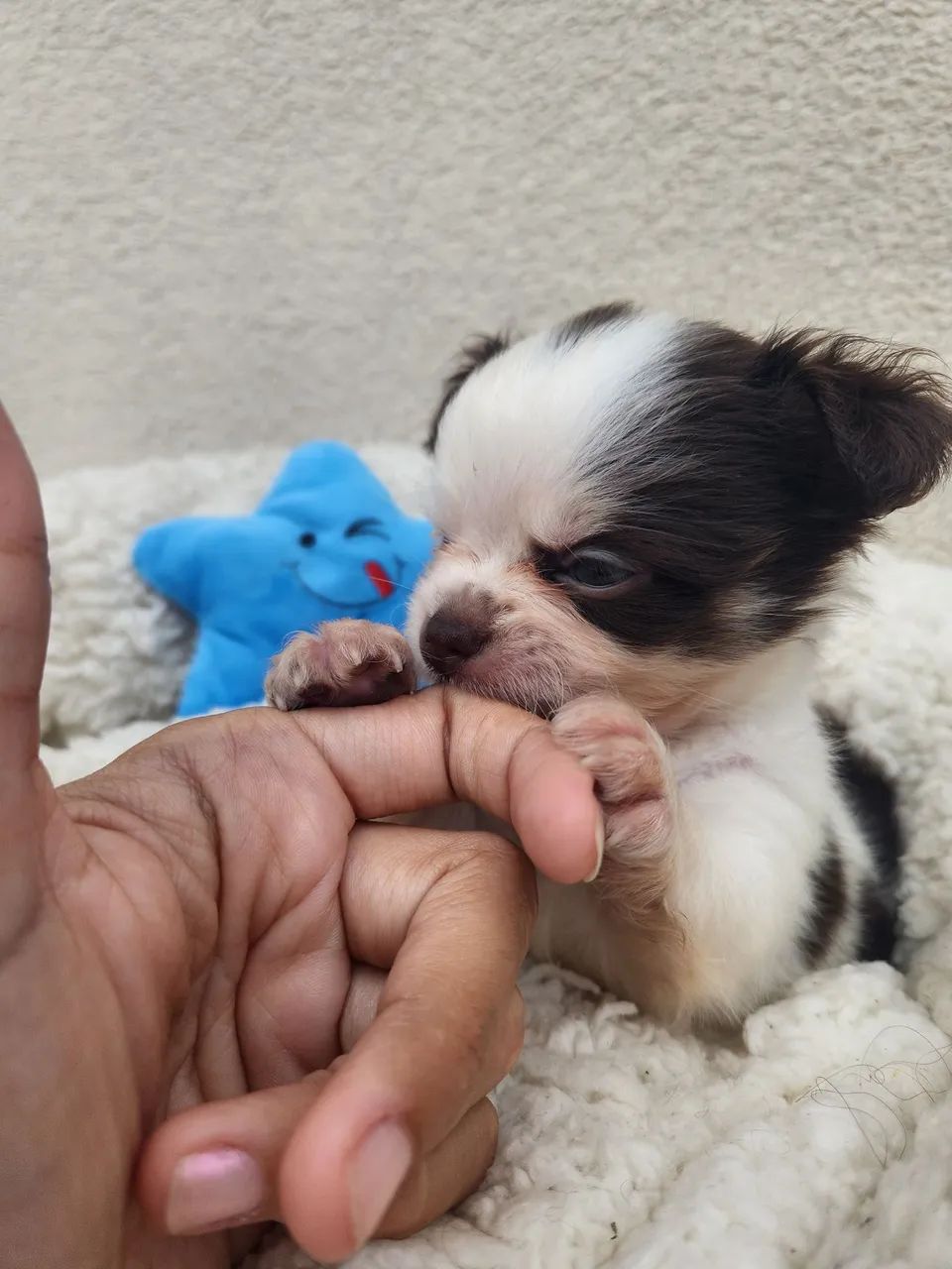 Chihuahua Macho Chocolate  - Foto 3
