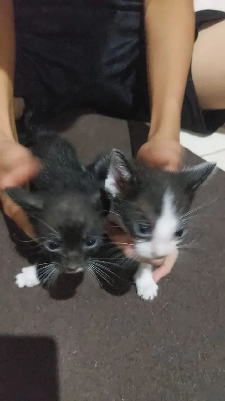 Doação de gatinhos