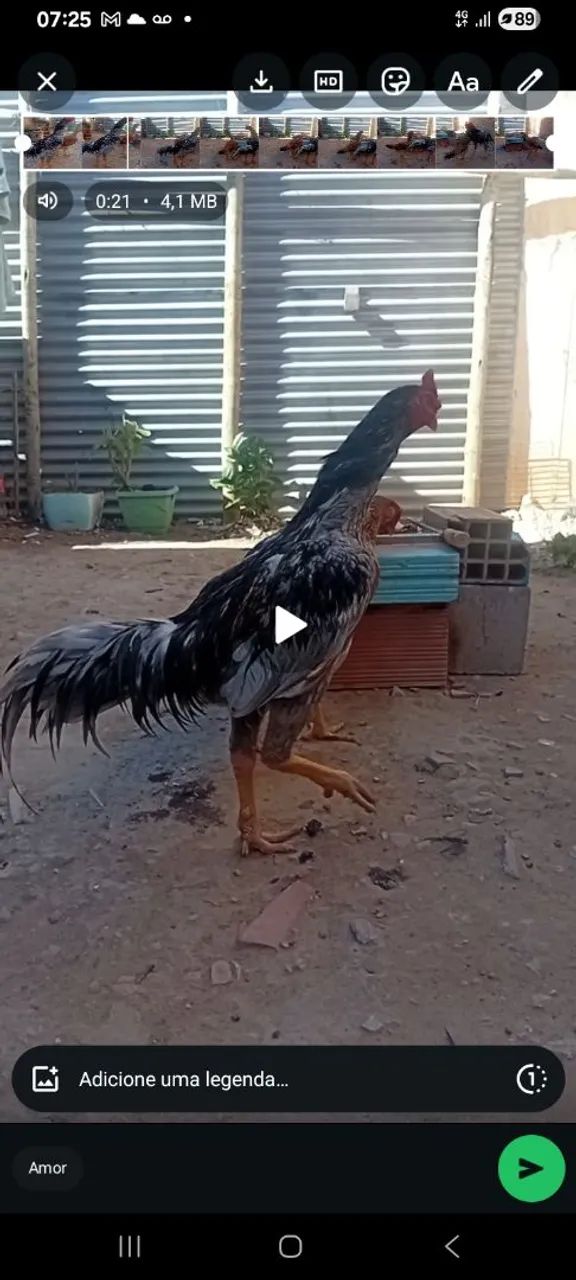 Frango indio 