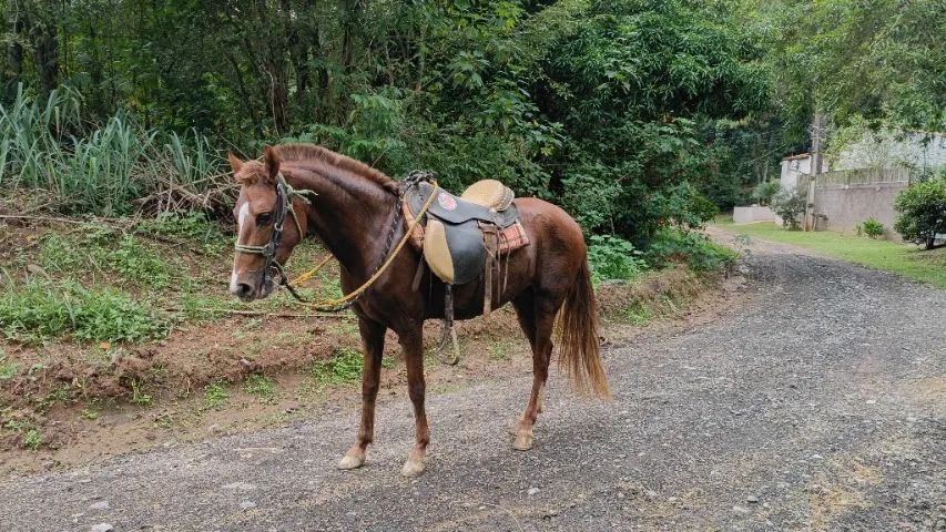 Egua - Foto 3