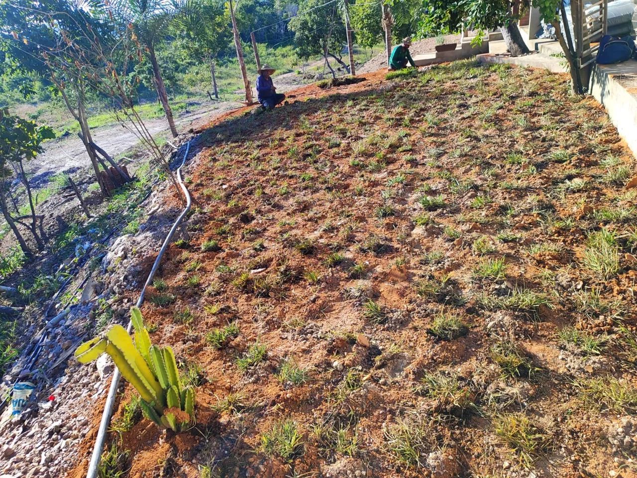 Plantio de Grama Esmeralda, Batatais e Bermuda | Orçamento Gratuito - Foto 4