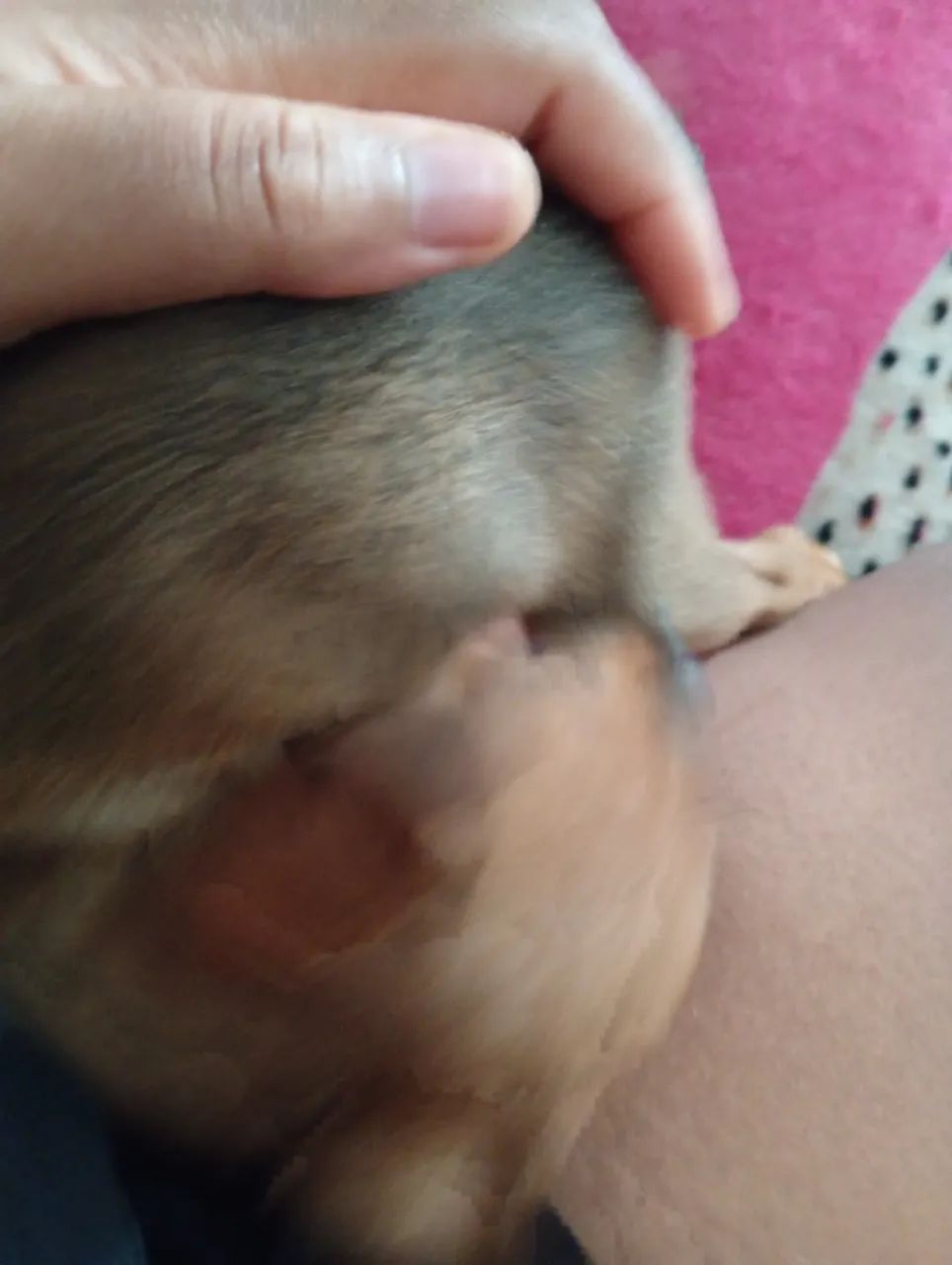 Cachorro  - Foto 4