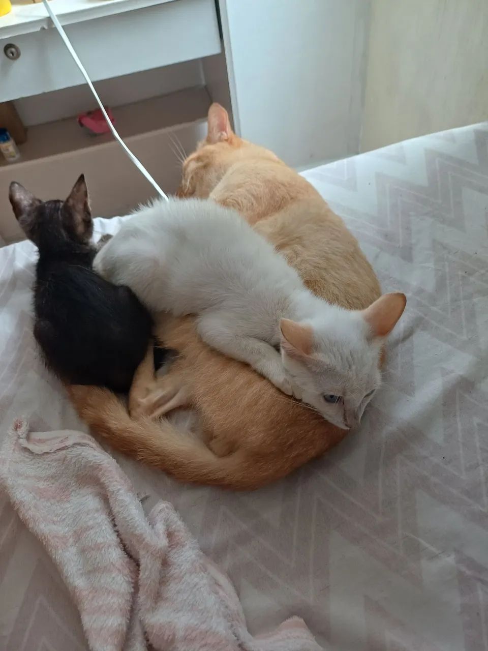 Gatos para adoção  - Foto 2