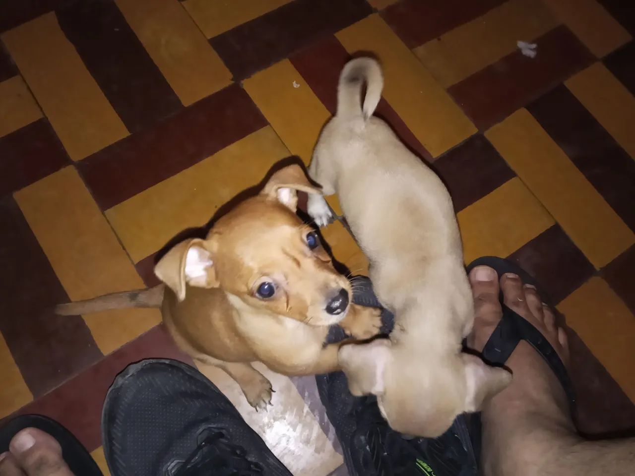 Pinscher 01 - Foto 2