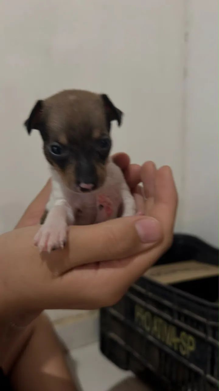 Pinscher zero - macho - Foto 3