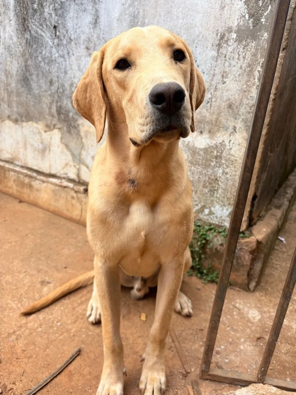 Doação cachorro  - Foto 5