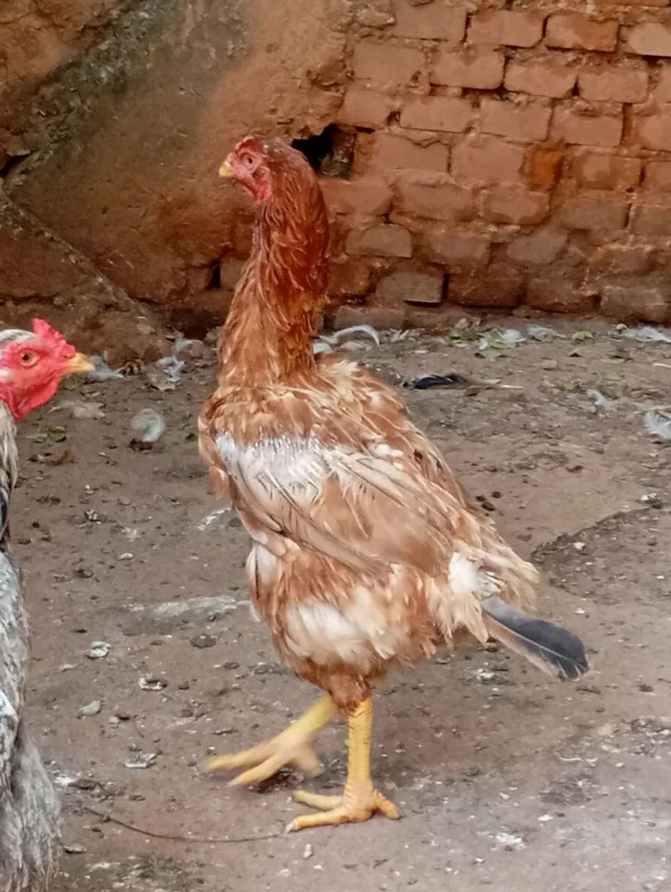 3 galinha caipira  graúda nova botando R$80,00 CADA 90,00 - Foto 3