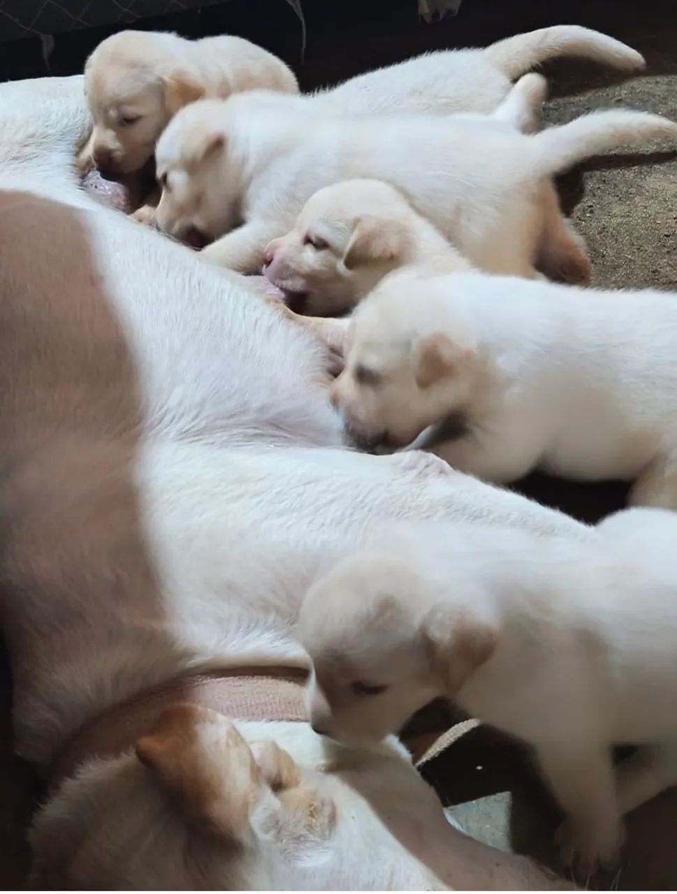 Labrador retriver  - Foto 4