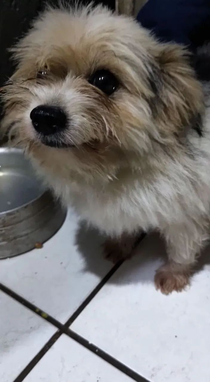 Adoção responsável biewer terrier (York branco) - Foto 3