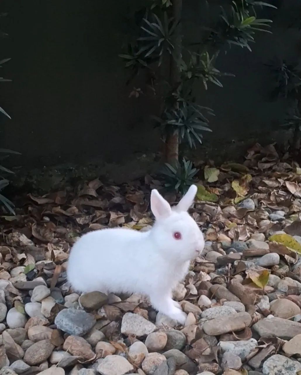 Mini coelho