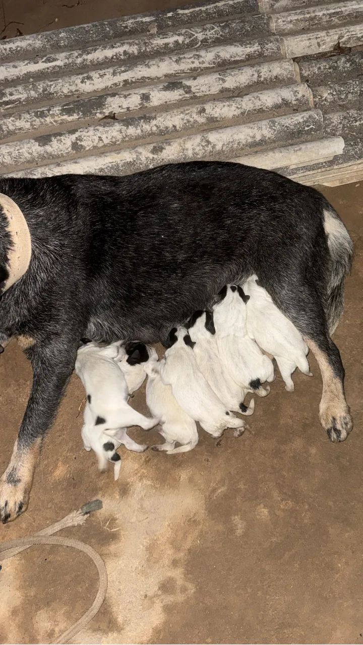 Vendo Blue heeler