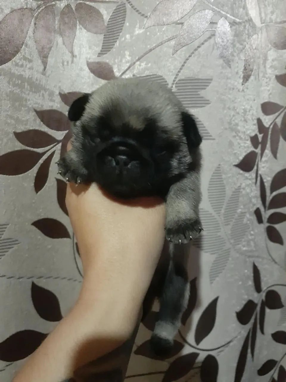 Filhotes de pug abricó  - Foto 3