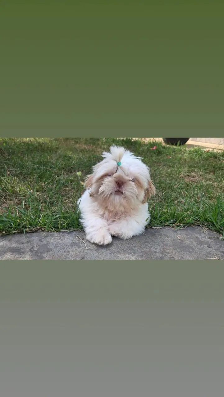 Shih tzu mini macho branco - Foto 5