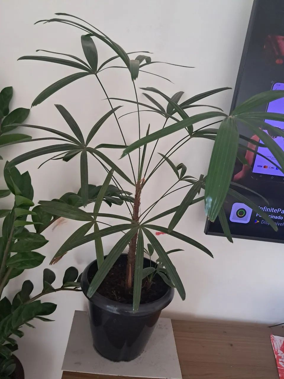 Planta  - Foto 2