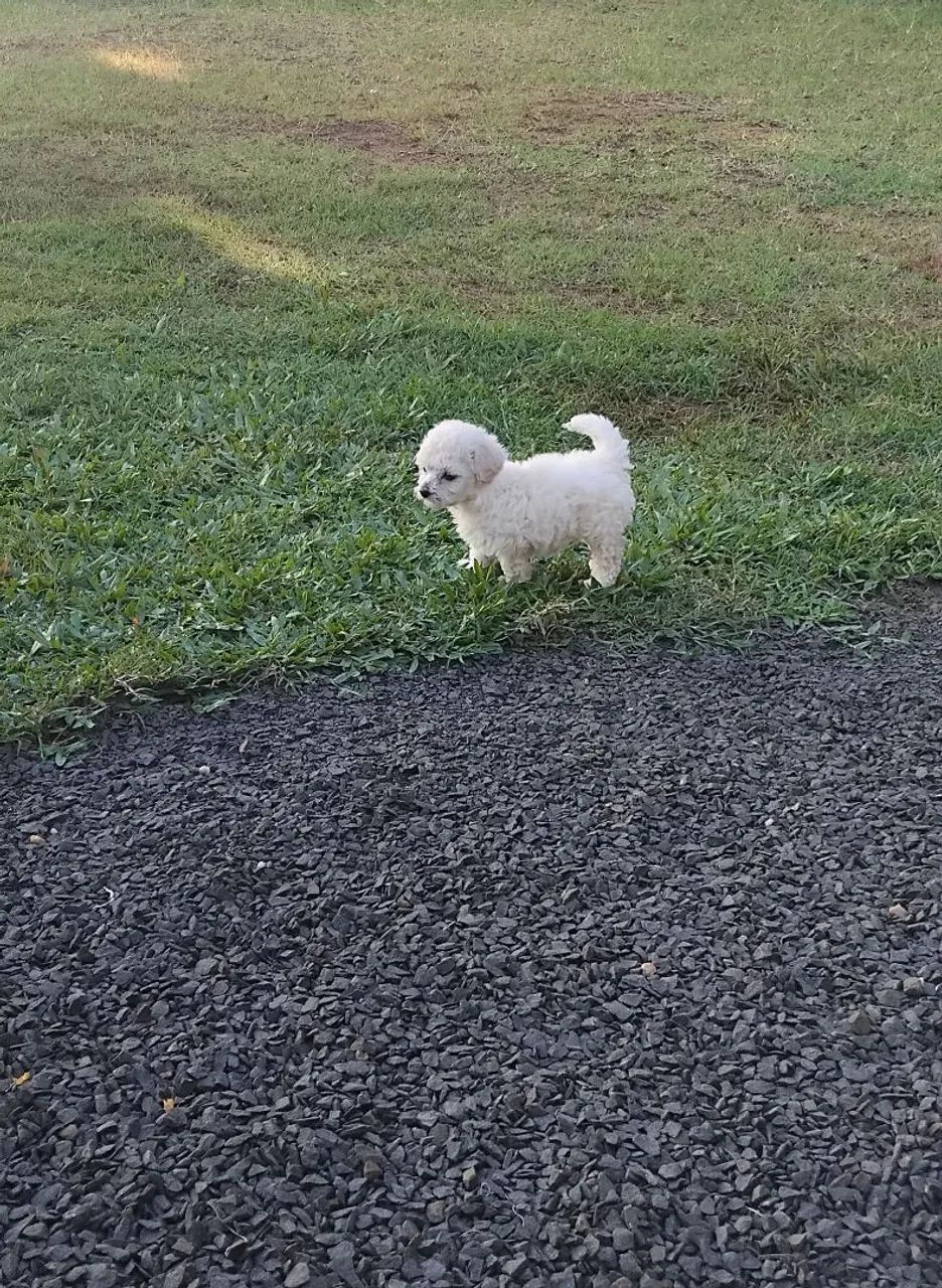 Poodle ? 