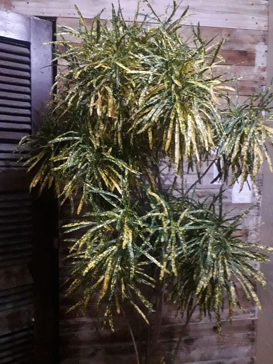 Croton