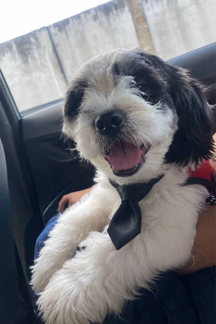 LHASA APSO MACHO 