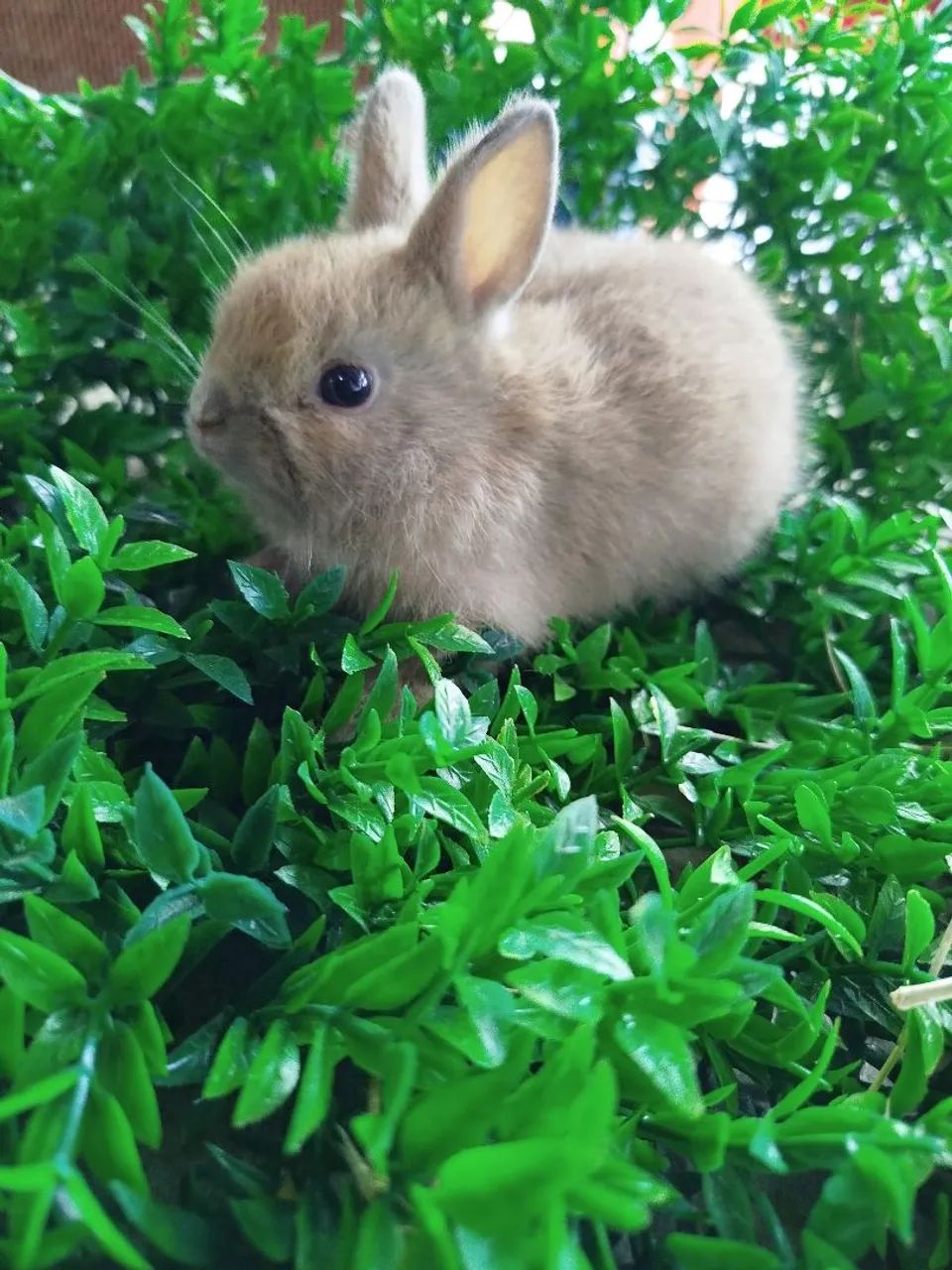 Coelho mini  - Foto 2