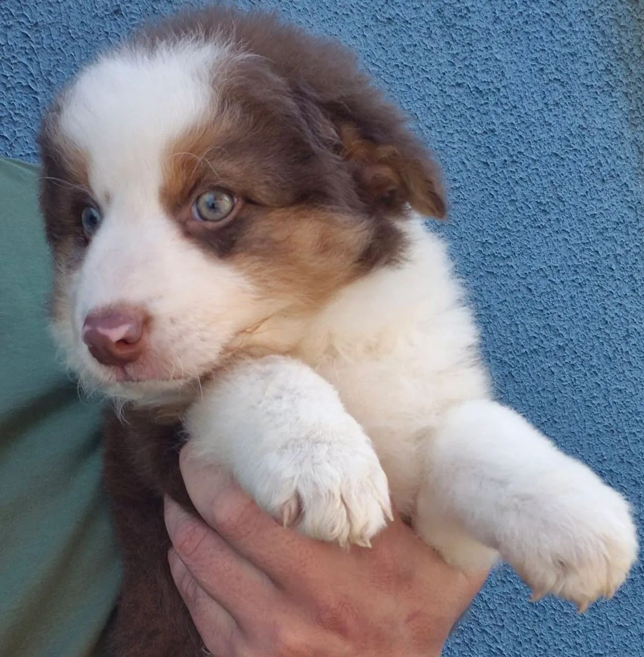 Fêmea de Border Collie! - Foto 4