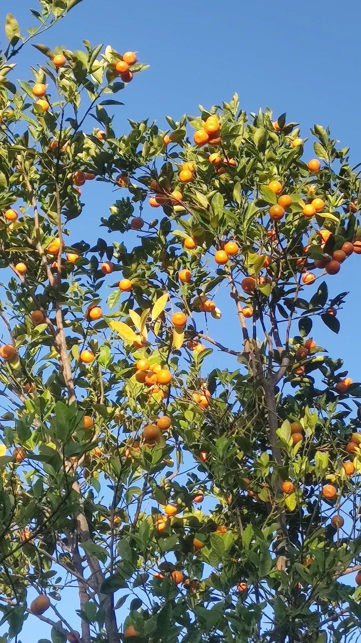 VENDO LARANJA KINKAN JAPONESA - Foto 3