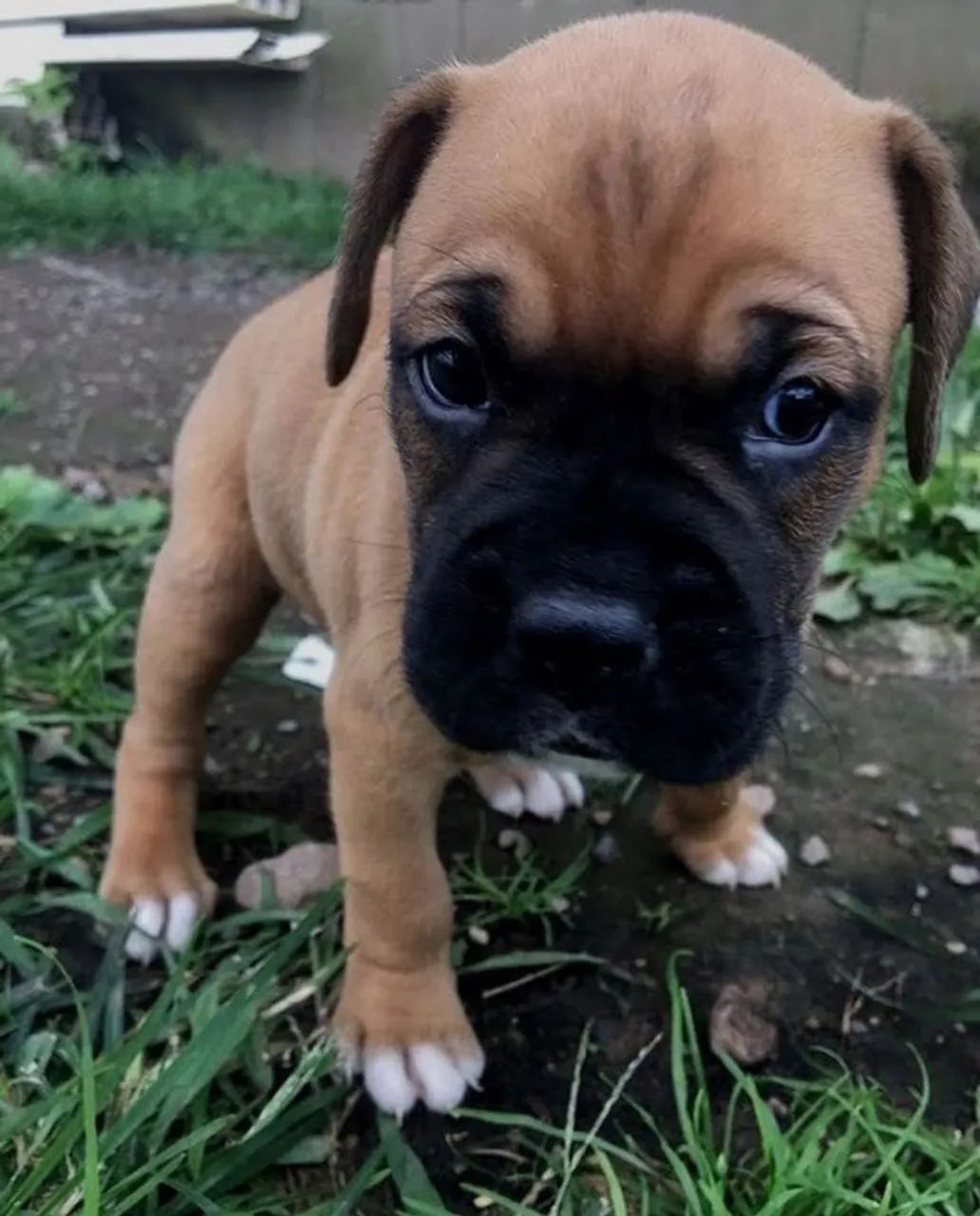 Boxer Um vínculo que cresce com convivência