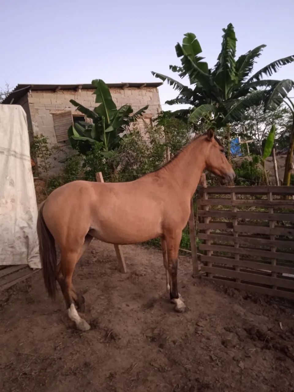 Cavalo a venda - Foto 3