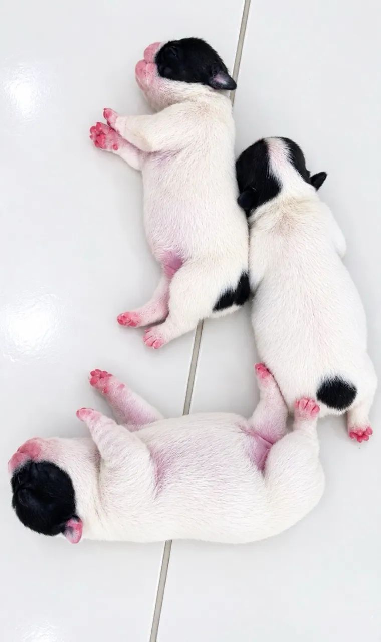 Filhotes Buldogue Francês  - Foto 3