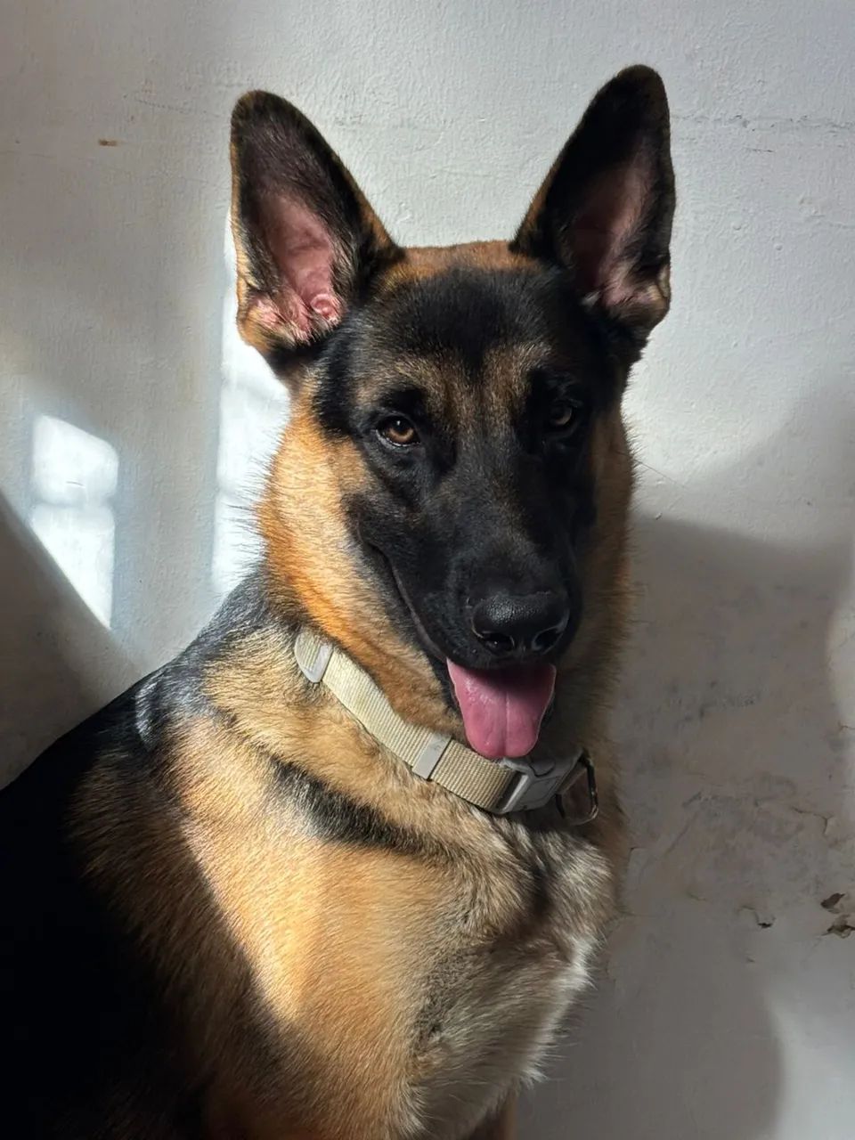 procura uma namorada pastor malinois 
