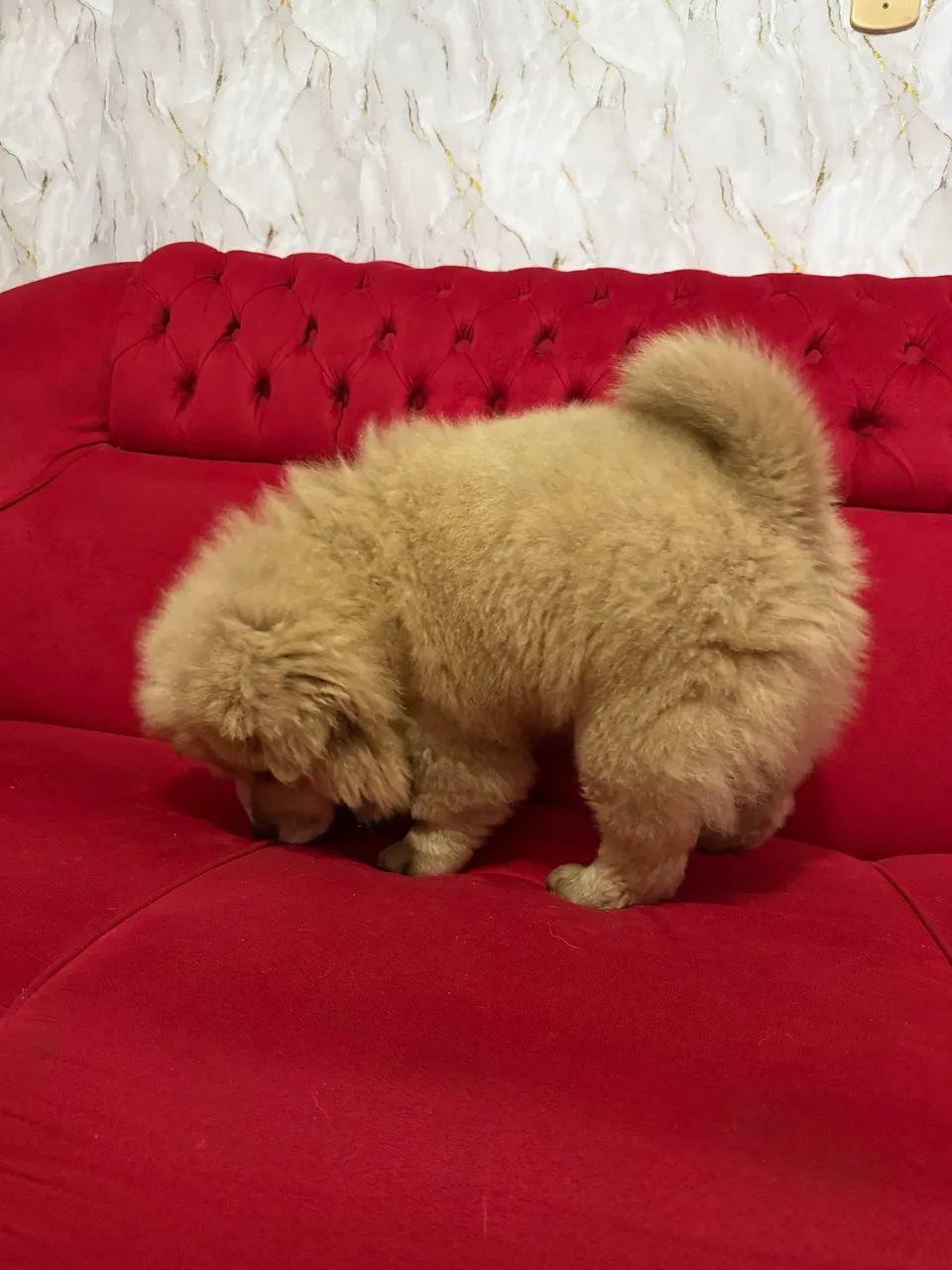 Chow Chow macho - Foto 4