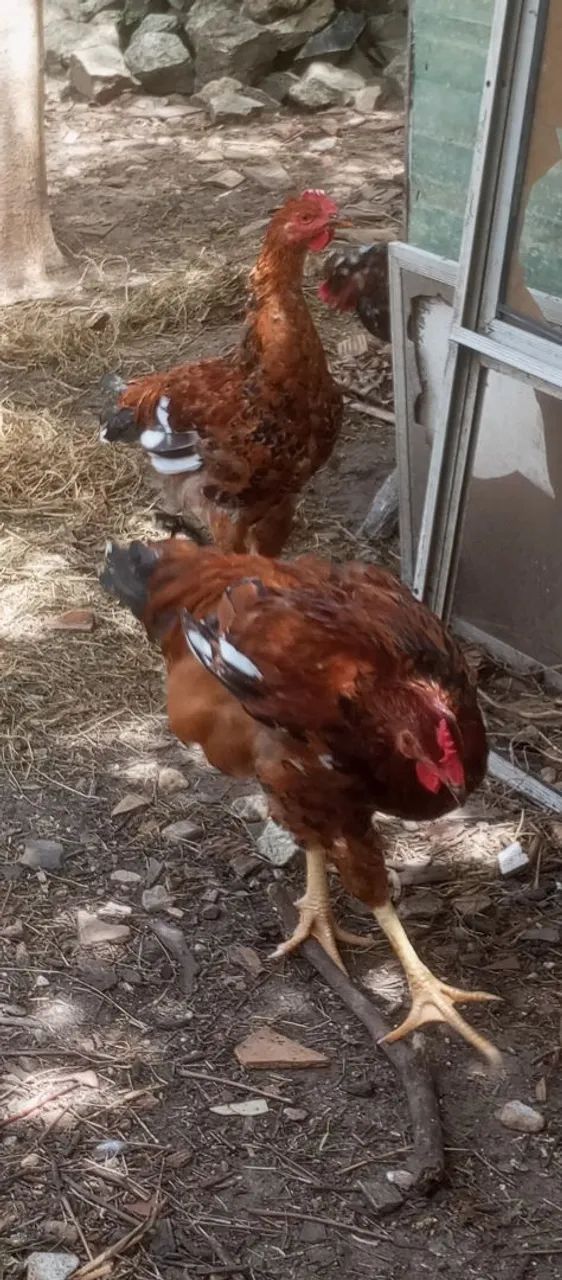 Frango GSB de Ótima Linhagem R$ 200,00 - Foto 4