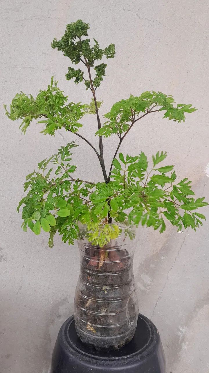 Árvore da Felicidade (Mudas)