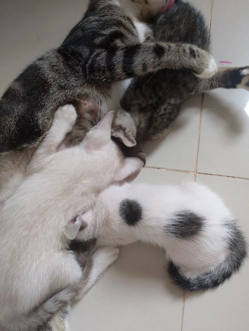 Doação de gatinhos  - Foto 2