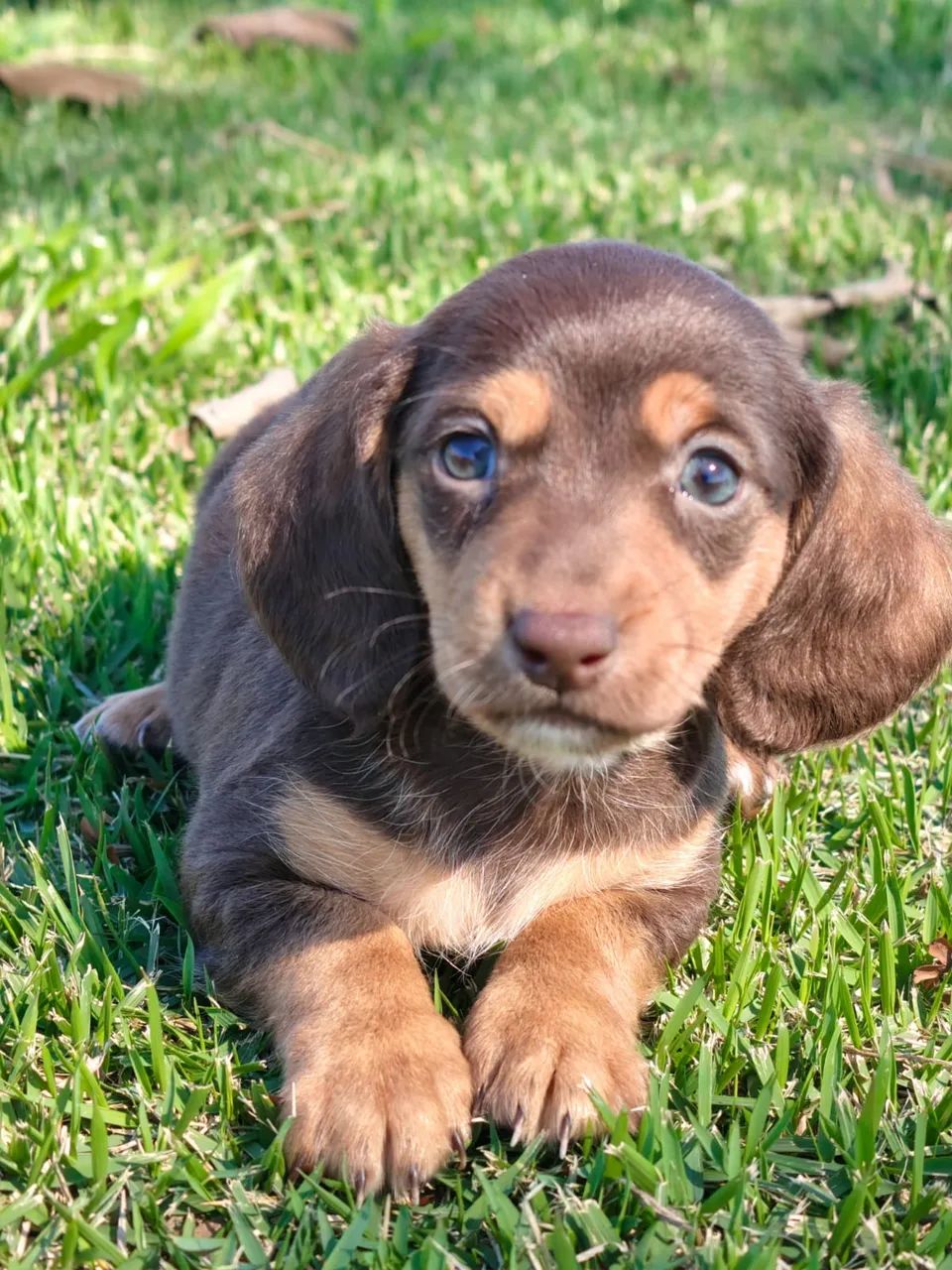 dachshund - Foto 4