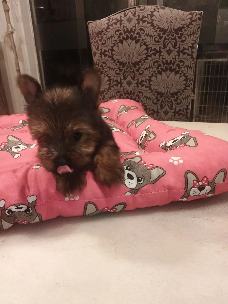 yorkshire terrier macho - Foto 2