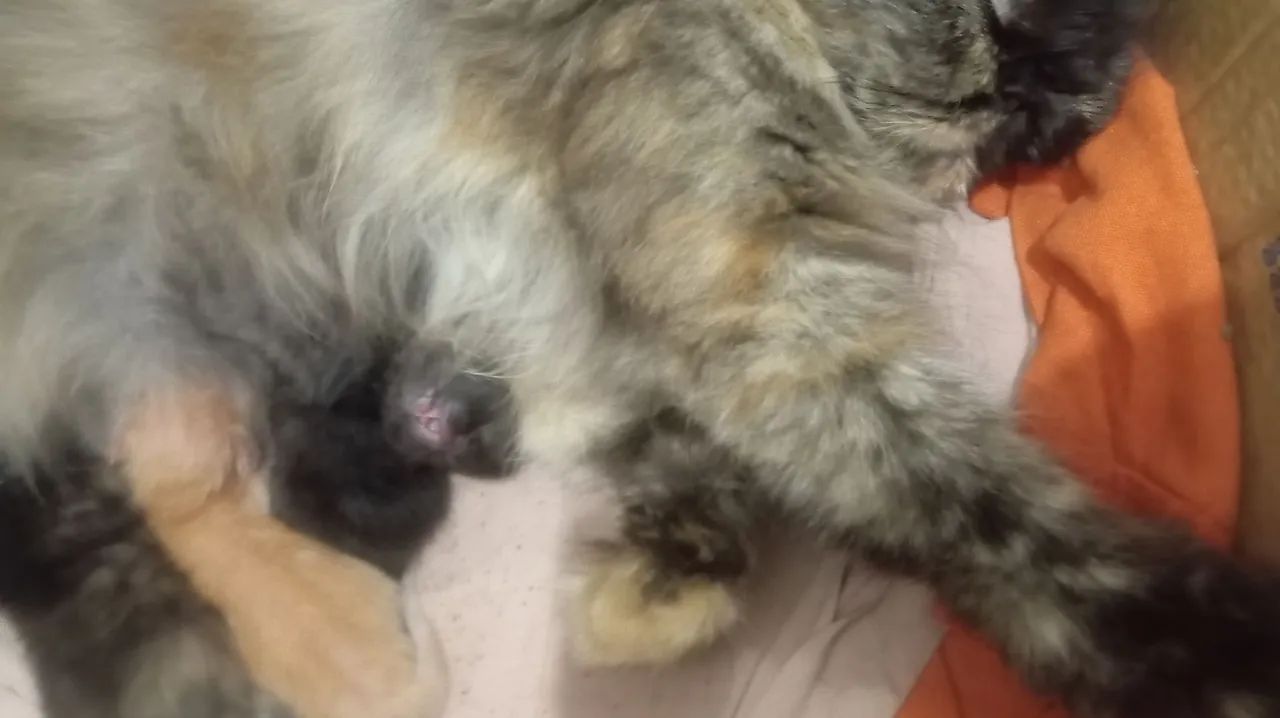 Filhotes de persa disponível!