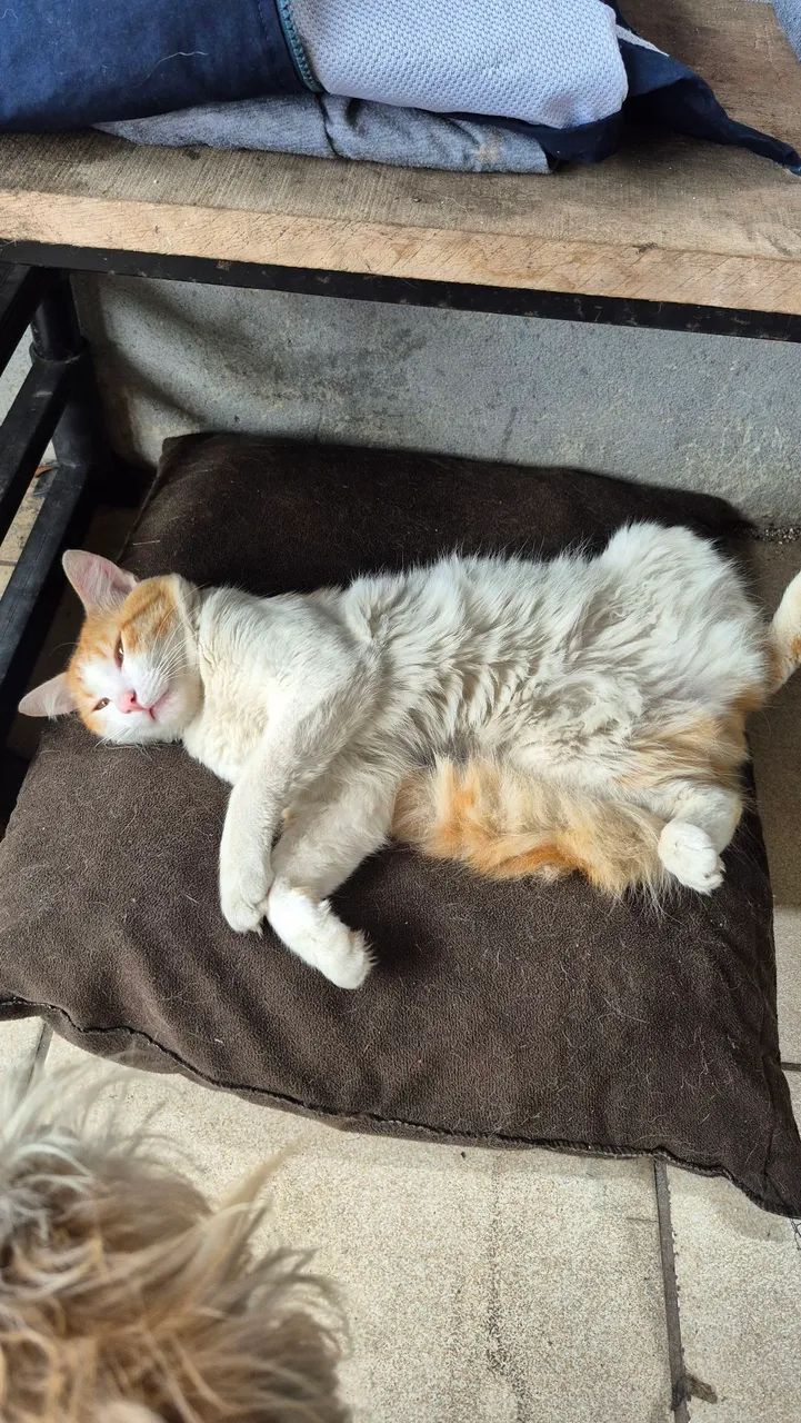 Gatinho para doação  - Foto 2
