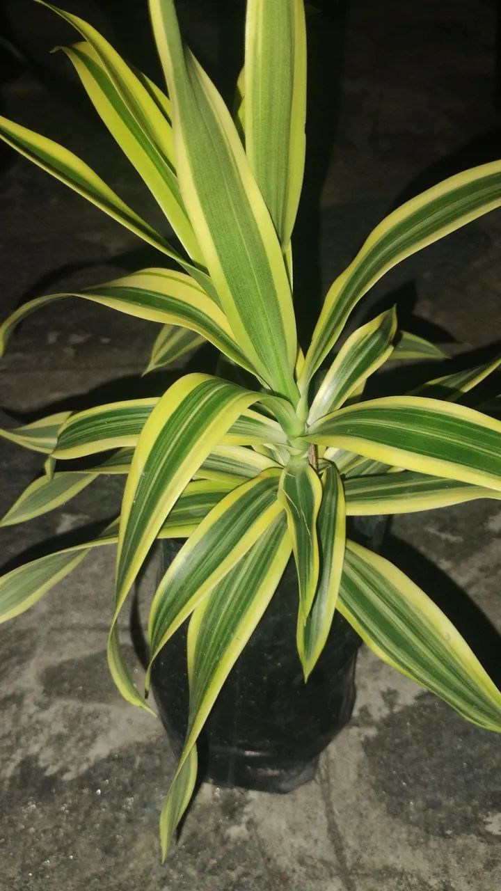 Plantas e Jardinagem 